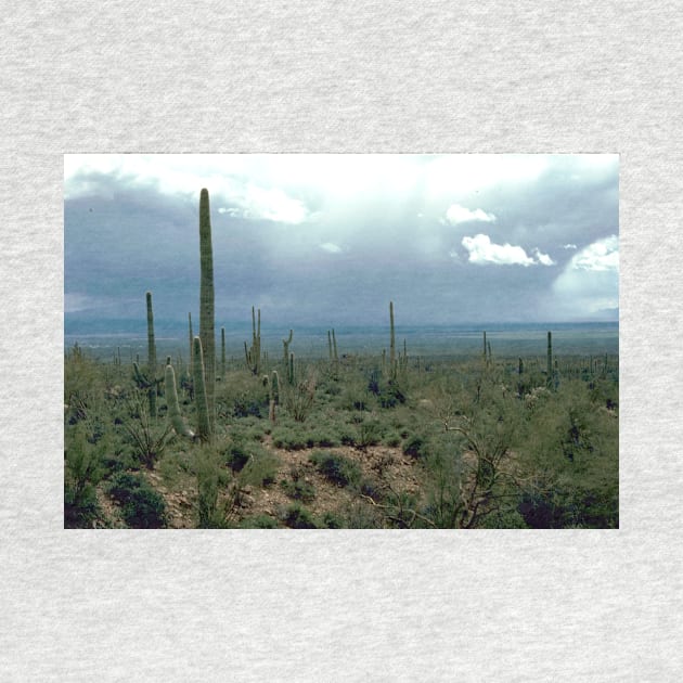 Arizona Desert with Cactus Photograph by Bravuramedia